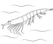 Coloriage et dessins gratuit Crevette Krill à imprimer