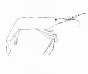 Coloriage Crevette nordique de canada