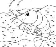 Coloriage Crevette pour les petits
