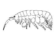 Coloriage Crevette Puce de mer