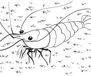 Coloriage Crevette r&eacute;aliste en marchant