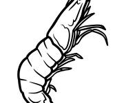 Coloriage Crevettes pour enfants