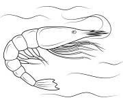 Coloriage et dessins gratuit Gambas d&eacute;taill&eacute; à imprimer