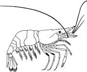 Coloriage Gambas r&eacute;aliste