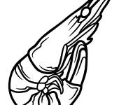 Coloriage Illustration de Crevette