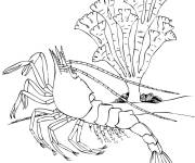 Coloriage Illustration de Crevette et corail