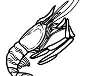 Coloriage Image de Crevette