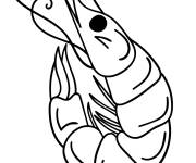 Coloriage Mod&egrave;le de Crevette