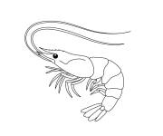 Coloriage Petite crevette
