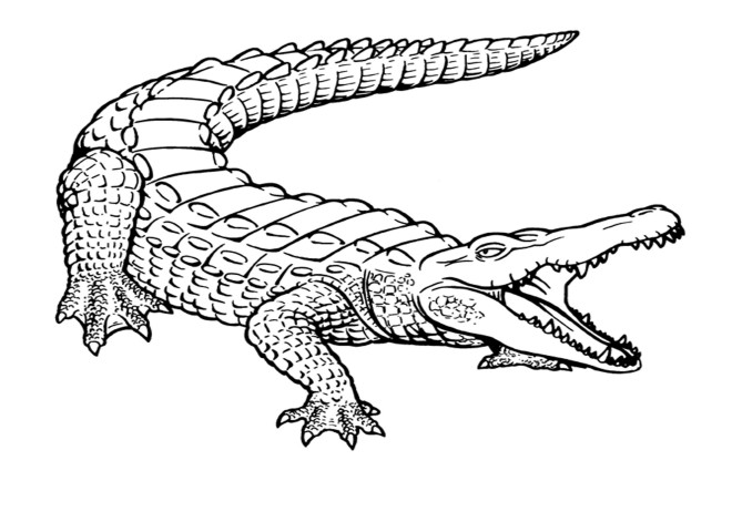 crocodile 11 8859