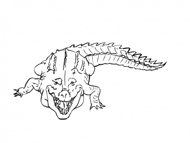 Coloriage et dessins gratuits Crocodile au crayon à imprimer