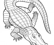 Coloriage Crocodile couleur