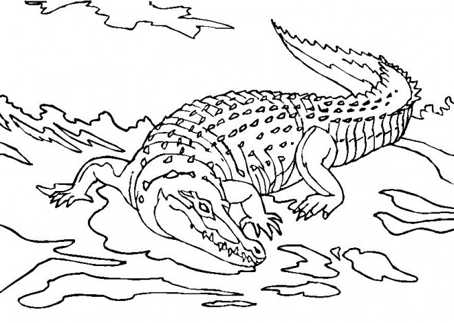 Coloriage et dessins gratuits Crocodile dans le lac à imprimer