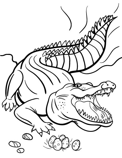 Coloriage et dessins gratuits Crocodile dessin pour enfant à imprimer