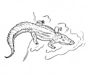 Coloriage Crocodile entrain de nager