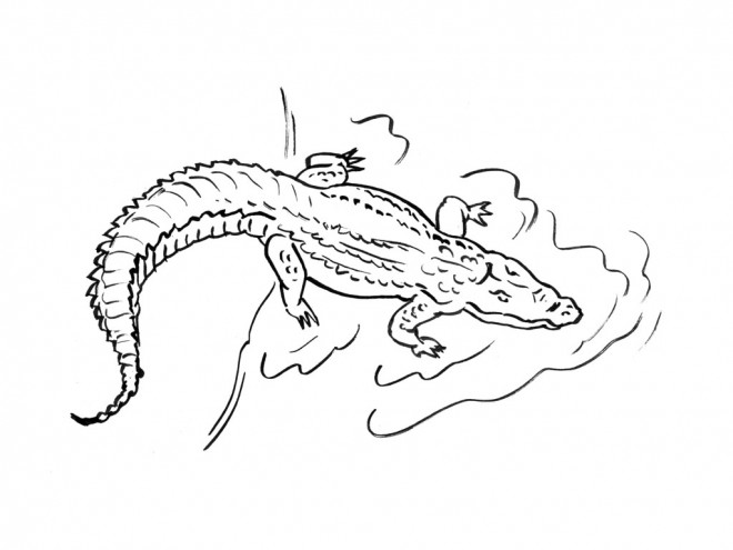 Coloriage et dessins gratuits Crocodile entrain de nager à imprimer