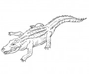 Coloriage Crocodile maternelle