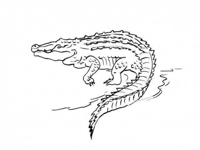 Coloriage et dessins gratuits Crocodile sort de l'eau à imprimer