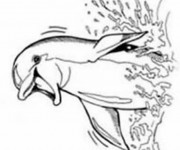 Coloriage Dauphin vecteur