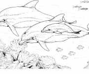 Coloriage Dauphins au crayon