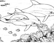Coloriage famille de dauphins dans la mer
