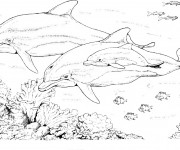 Coloriage Les Dauphins en famille