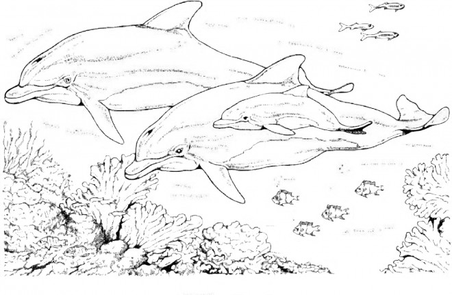 Coloriage Les Dauphins En Famille Dessin Gratuit à Imprimer