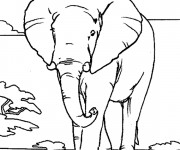 Coloriage Éléphant adulte