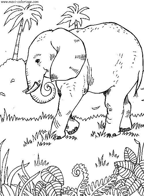Coloriage et dessins gratuits Éléphant dans la nature à imprimer