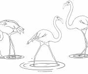 Coloriage Des diff&eacute;rentes flamants roses pour adulte