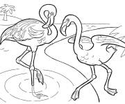 Coloriage Deux beaux flamants roses en s'amusant