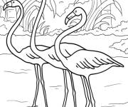 Coloriage Famille de Flamant rose dans la nature