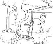 Coloriage et dessins gratuit Flamant rose avec son petit à imprimer