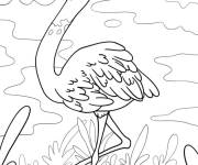 Coloriage Flamant rose confiant dans l'eau
