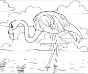 Coloriage et dessins gratuit Flamant rose dans la rivi&egrave;re à imprimer