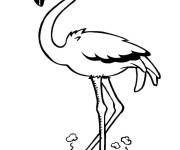 Coloriage Flamant rose dans un bassin