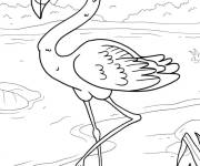 Coloriage Flamant rose d&eacute;taill&eacute; avec des beaux yeux