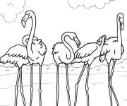 Coloriage Flamant rose en troupeau