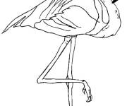 Coloriage Flamant rose, le beau oiseau