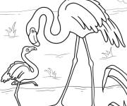 Coloriage Flamant rose m&egrave;re et son fils dans l'eau