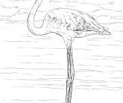 Coloriage et dessins gratuit Flamant rose r&eacute;aliste dans l'eau à imprimer