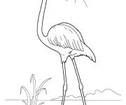 Coloriage Flamant rose sous le soleil