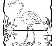 Coloriage Image d'in flamant rose dans l'eau