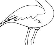 Coloriage L'oiseau flamant rose debout