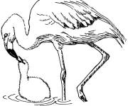 Coloriage La m&egrave;re flamant rose nourrit son b&eacute;b&eacute;