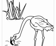 Coloriage Le flamant rose attrape une poisson