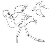 Coloriage Le petit flamant rose apprend &agrave; voler pr&egrave;s de sa m&egrave;re