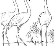 Coloriage Les flamants roses se prom&egrave;nent