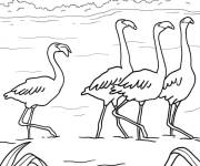 Coloriage Troupeau de flamant rose marchent dans la nature