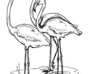 Coloriage Troupeau de flamants roses